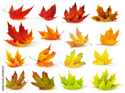 Isolated leaf collection. Colorful autumn maple leaves isolated on white background