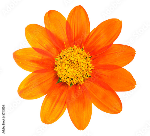 flower isolated on white background