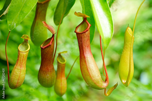 Nepenthes tropical carnivore plant 