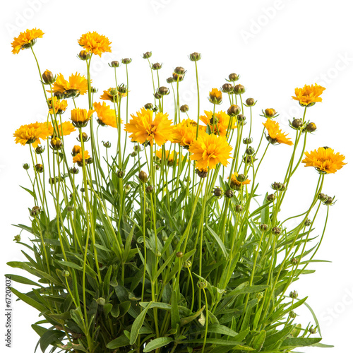 Mädchenauge (Coreopsis grandiflora)