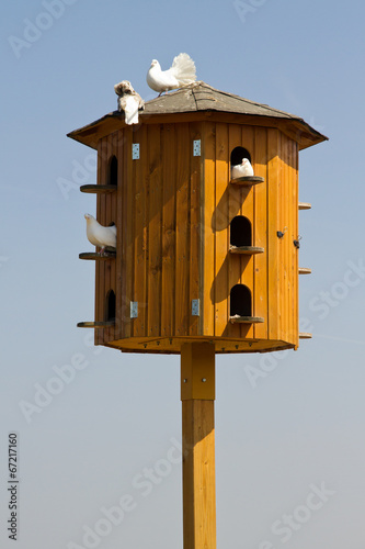 White pigeons sitting on a dovecote