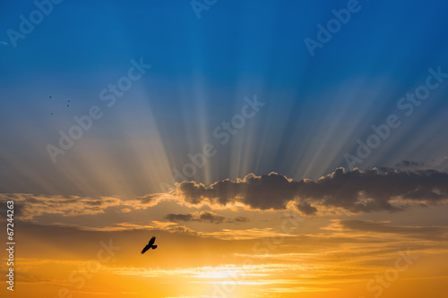 Bird over rays of light over blue sky