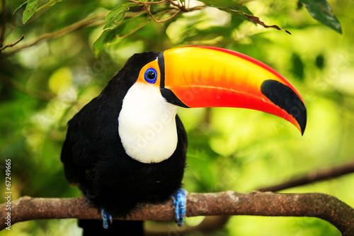 Colorful tucan in the aviary