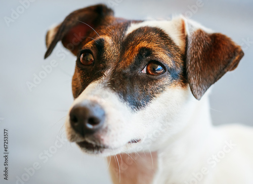 Dog jack russel terrier