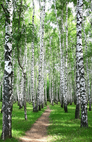 Pathway in the summer birch grove