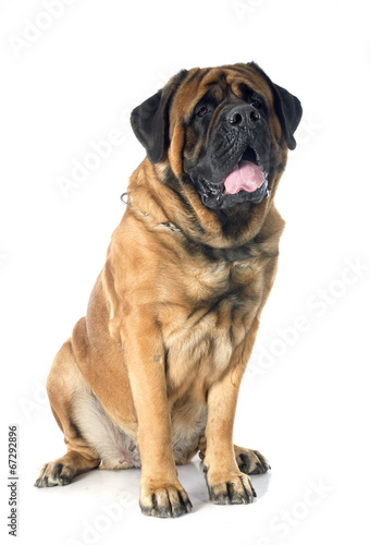 mastiff