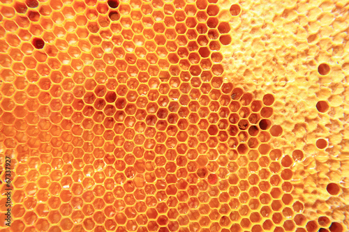 bee wax with fresh honey