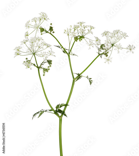 poison parsley flowers isolated on white