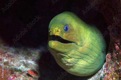 Green moray eel