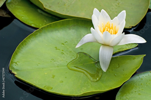 Ninfea comune - Nymphaea alba