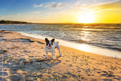 French bulldog on the beach at sunset