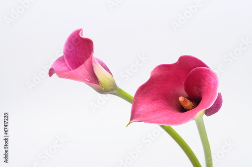 Purple arum flower