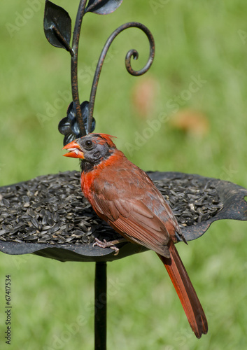 Close up of Cardinal