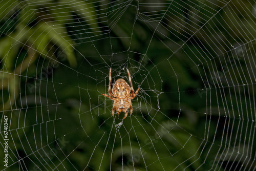 Spider hanging from its web