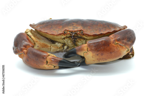 Shellfish: raw crab isolated in white