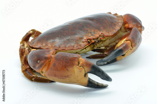 Shellfish: raw crab isolated in white