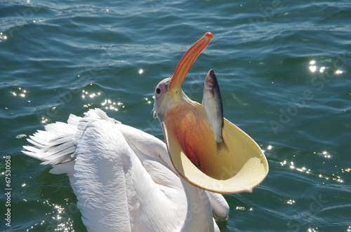 Pelikan fängt Fisch