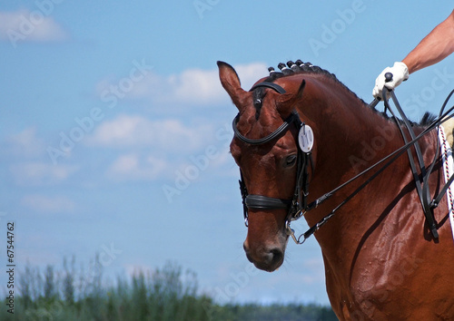 Portrait of dressage bay horse on sky background