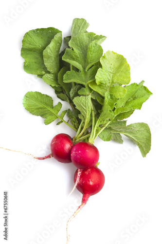 Bunch of fresh radish siolated on white