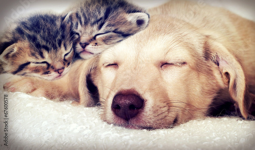 puppy and kittens sleeping