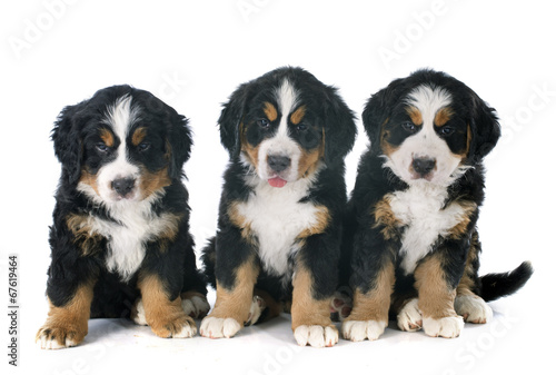 puppies bernese moutain dog