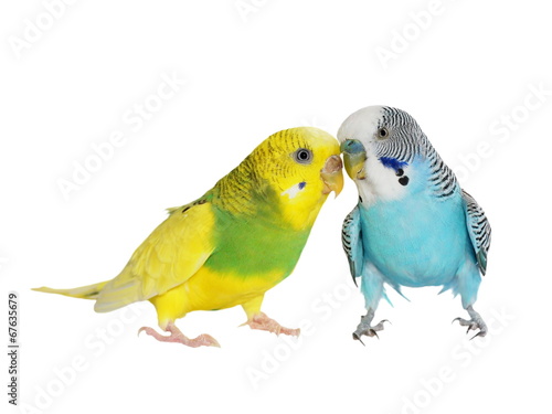 budgerigar isolated on white, (Melopsittacus undulatus), budgie