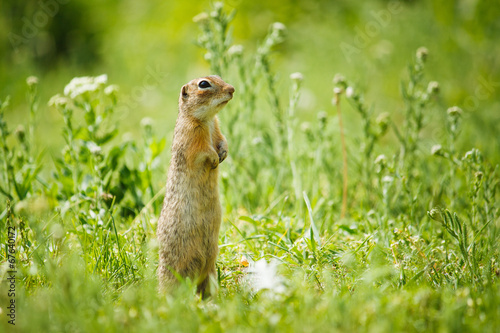 gopher