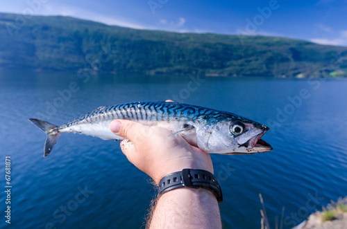 Mackerell fish in angler hand