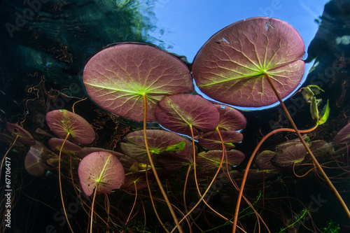 Underwater Lily Pads