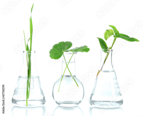 Plants in test tubes, isolated on white