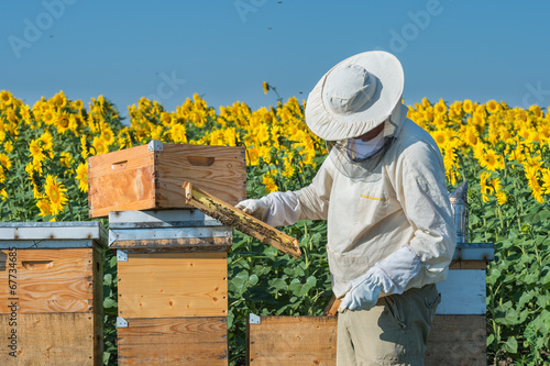 Beekeeper working