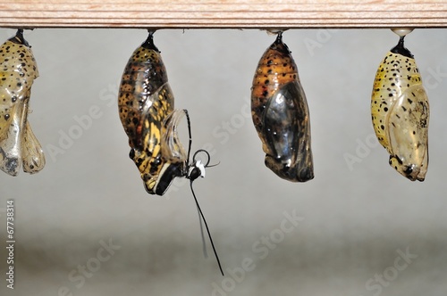 Hatching butterfly from cocon