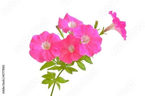 Pink petunia flowers