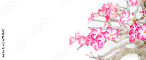 Impala lily - tropical flower on white