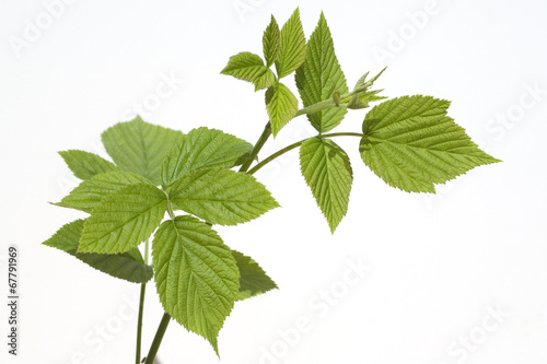 Himbeerblaetter, Rubus, idaeus,