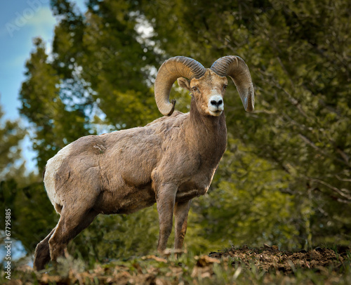 Proud Big Horn Ram from below