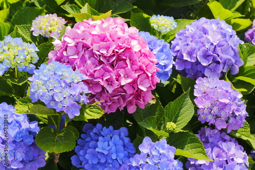 あじさい Hydrangea