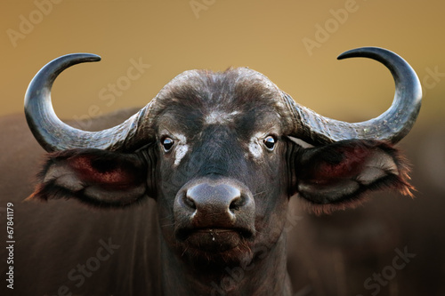 African buffalo Cow Portrait
