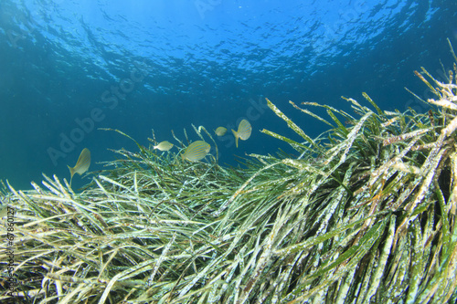 Seaweed and fish