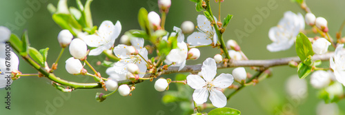 kirschblütenzweig als banner