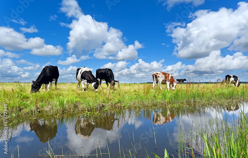 cows on pasture by river over blue sky