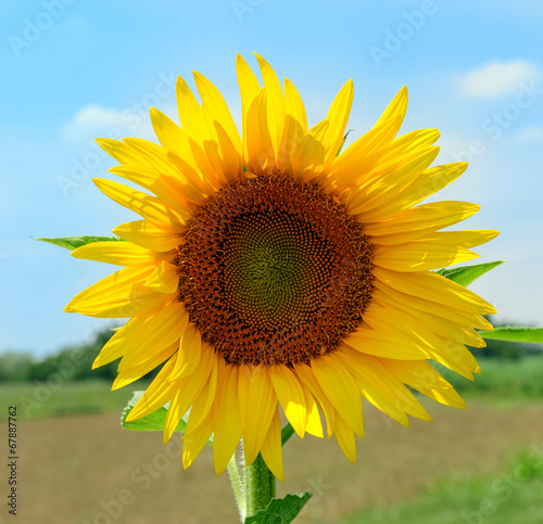 Girasoli