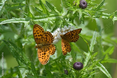 イブキトラノオで求愛するヒョウモンチョウ