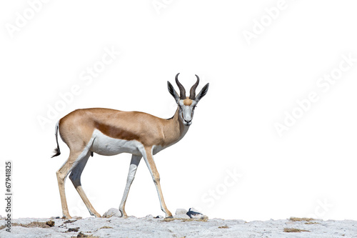 Springbok