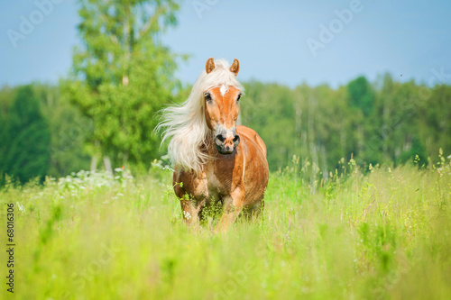 Beautiful horse with long mane running on the summer field