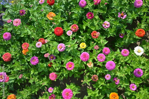 Parterre de fleur vu du dessus