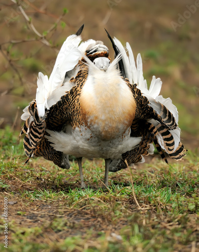 Great Bustard (Otis tarda)