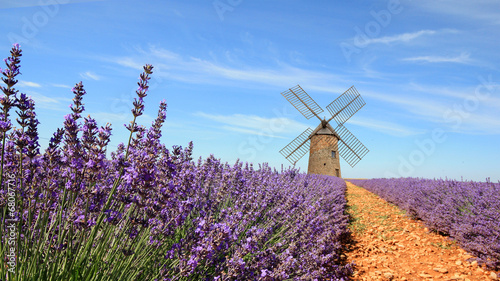 France - Valensole - Lavandes