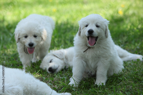 Amazing white puppies of Slovakian chuvach lying in the grass