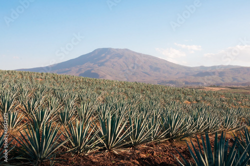 Campo de agave en Tequila, Jalisco (México)